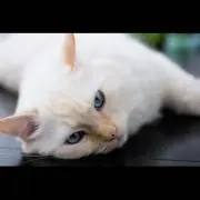 カジの画像