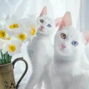 まいちょす