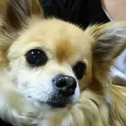Haru