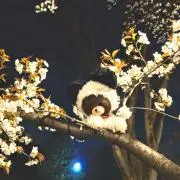 ささめんの画像