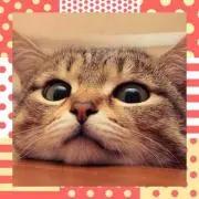 viviの画像