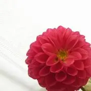おはなの画像