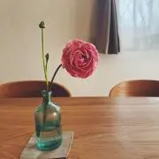 pino