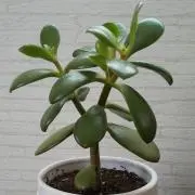 よつばの画像
