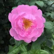 マダムゴサンの102ブティパターン集 - メルカリ