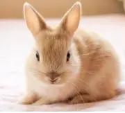 優