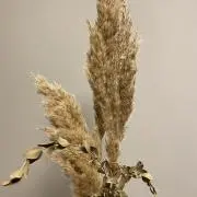 りりの画像