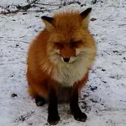 かとう