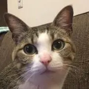 チャム