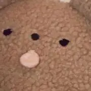 ペロベアの画像