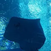 ゆ