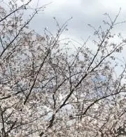 こうの画像