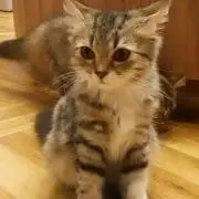 すー