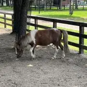 らすにこの画像