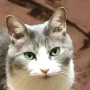 猫ニャンコ