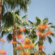 Yucca_brevifoliaの画像