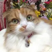 Kyurianの画像