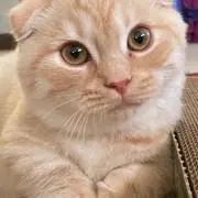 アドラー⭐︎の画像
