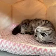 るかっち