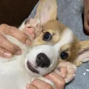 ちゅるま