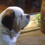 でん