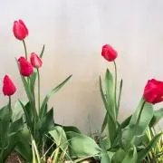 韮