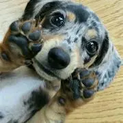 すぎぽんの画像