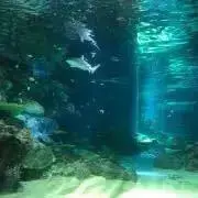 みるくてぃの画像