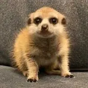 あろろん