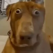 Bababoi