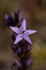 山雪花の画像