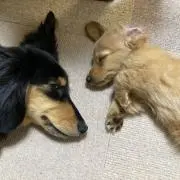 あいの画像