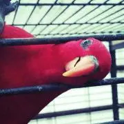 ぽん