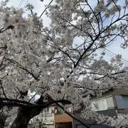 ニューフォーマ MA-1 800g 2缶セット - メルカリ