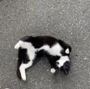 ぎょの画像