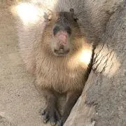 KDUSの画像