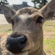 まさの画像