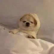 Ariの画像