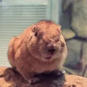 ちょこび