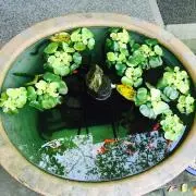 せい