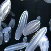 KuroSanの画像