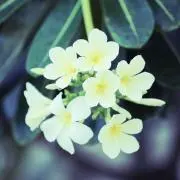 いちごの画像