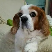 neroli