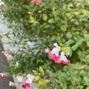 midoriの画像