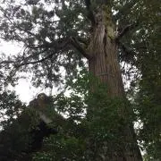 リラっクマ☆の画像