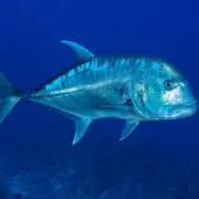 しん