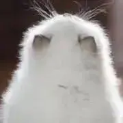 ミミの画像