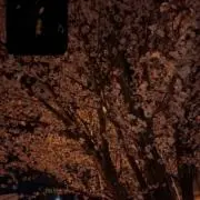 はるの画像