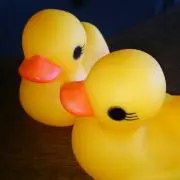 ぴよの画像
