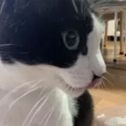 momonの画像